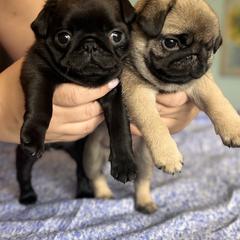 Pug Puppies from Sonya & Olly Pugs