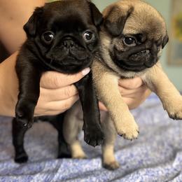 Pug Puppies from Sonya & Olly Pugs