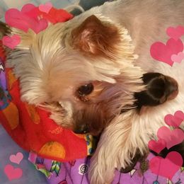 Yorkshire Terrier Puppies from LuvStruck Yorkies