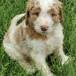 Poodles from Farmington Ridge LLC