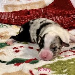 Mary - Black tri-color female Australian Shepherd puppy in Howardsville, Virginia from Spectacular Aussies and Cavaliers