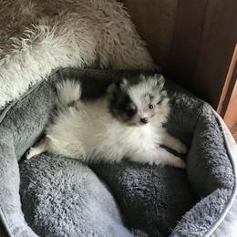 Pomeranian Puppies from Froggwoods Pomeranians