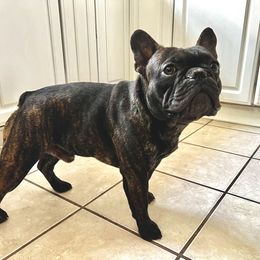 Topper - French Bulldog