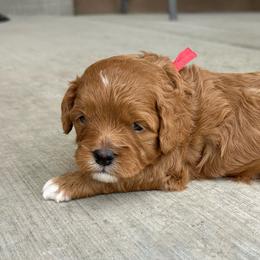 Mario - Red male Cavapoo puppy in Herriman, Utah from Shaggy Mountain Pups LLC