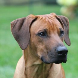 Rhodesian Ridgeback Puppies from Supernova Ridgebacks