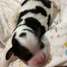 Duke - Tri-color male Cavalier King Charles Spaniel puppy in Gallatin, Tennessee from Kids and Canines