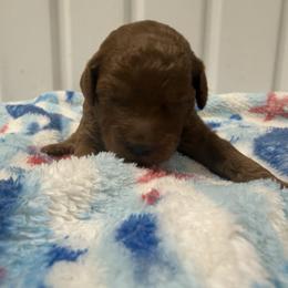 Male 2 - Red  male Poodle puppy in Southwest Ranches, Florida from Herringbone ‘s Poodles