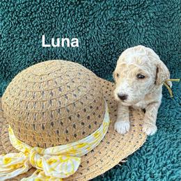 Luna - Cream female Goldendoodle puppy in Conroe, Texas from Tails of Cypress