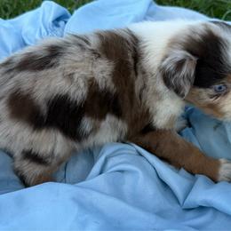 Reba - Red merle female Australian Shepherd puppy in Kimbolton, Ohio from Wagon Wheel Aussies