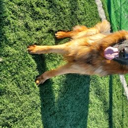 Joker - German Shepherd