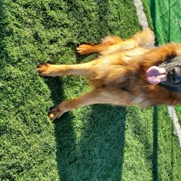Joker - German Shepherd