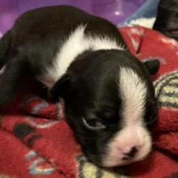 Boston Terriers from Tina Terry's Boston Terriers