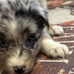 Australian Shepherds from Circle B working Aussies