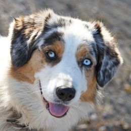 Piper - Australian Shepherd