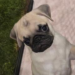 Buckley - Fawn male Pug puppy in Black Mtn, North Carolina from Southern Pugs