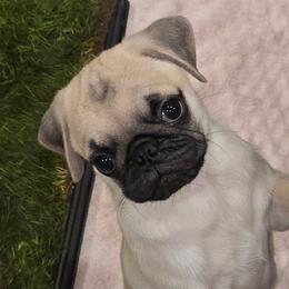 Buckley - Fawn male Pug puppy in Black Mtn, North Carolina from Southern Pugs