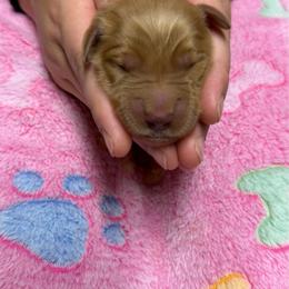 Lime Green Collar - Golden female Golden Retriever puppy in Monroe, Tennessee from Golden Girls Furever Friends