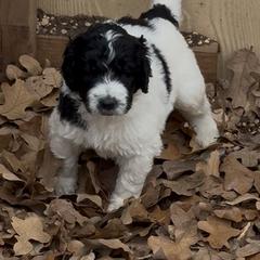Alexander - male Newfypoo puppy in San Antonio, Texas from Mammoth Doodles