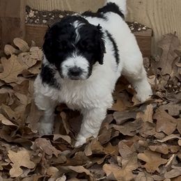 Alexander - male Newfypoo puppy in San Antonio, Texas from Mammoth Doodles