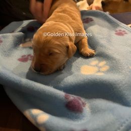 Golden Retriever Puppies from Golden Kiss Retrievers