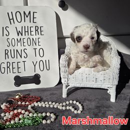 Marshmallow - Parti female Poodle puppy in Taylors, South Carolina from Sosebees toy & mini poodles