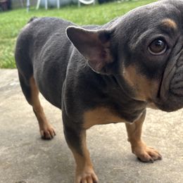 French Bulldog All Grown Up from Millers kennel