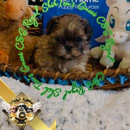 Gucci - Merle male Chihuahua puppy in Athens, Georgia from C&E Royal Shih Tzu