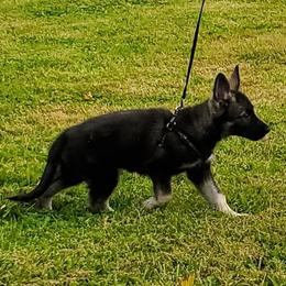 Silver Girl - smooth coat - Gray sable female Shiloh Shepherd puppy in Caneadea, New York from Strauss Haus Shepherds