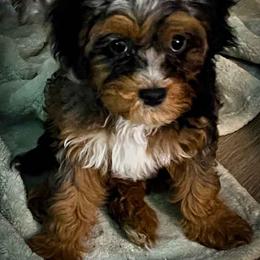 Vader - Tri-color male Cavapoo puppy in Maple Grove, Minnesota from Honey Bit Kennels