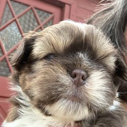 Hershey - Tricolor male Shih Tzu puppy in Cobb, California from Cobb Mountain Shih Tzus, Paragon Pomeranians