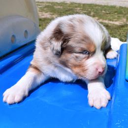 Dennis - Red merle male Australian Shepherd puppy in Falcon, Missouri from www.maubachranch.com