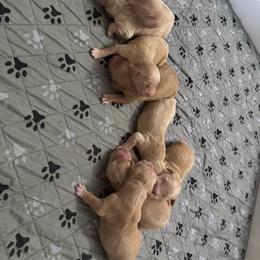 Boy 1 Pick - Golden male Golden Retriever puppy in Piedmont, South Carolina from The Farm at Saluda Ridge