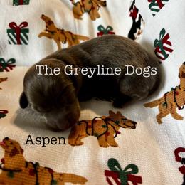 Dachshund Puppies from The Greyline Dogs