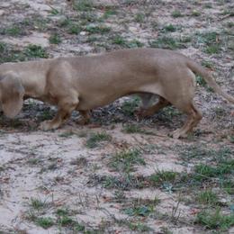 Simba - AKC Pet only - Cream male Dachshund puppy in Huntington, Texas from Camacho_Dachshunds