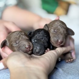 Puppy 2 - Liver female Bedlington Terrier puppy in Ocala, Florida from Cloud9 Bedlingtons and Argos Danes