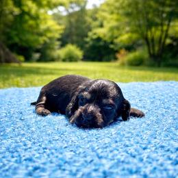 Kosmo - Black and cream male Dachshund puppy in Biloxi, Mississippi from Southern Doxies Ms
