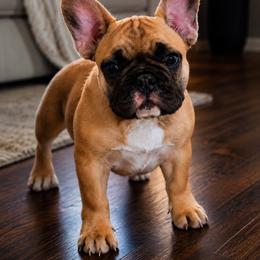 Mia - Fawn female French Bulldog puppy in Jacksonville, North Carolina from Southern Comfort French Bulldogs