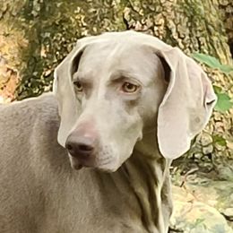 YIN - Weimaraner
