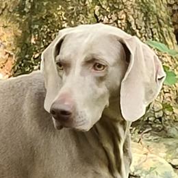 YIN - Weimaraner