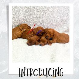 Cavapoo Puppies from PuppybuddyUSA