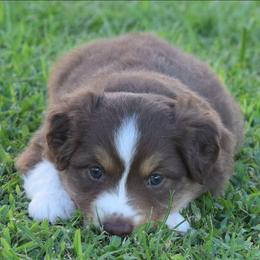 Boy 2 - Red tri-color male Australian Shepherd puppy in Nebraska from Our Barn Aussies