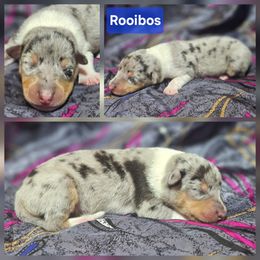 Rooibos - Blue merle white and tan male Collie puppy in Eldorado, Kansas from Prairie Creek