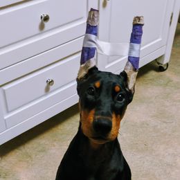 Doberman Pinscher Puppies from Allettare Dobermans