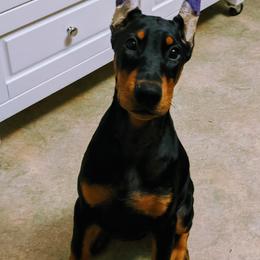 Doberman Pinscher Puppies from Allettare Dobermans