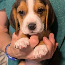 Yellow Collar Girl - Black tan and white female Beagle puppy in Dayton, Ohio from Copper Sky Beagles