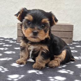 Izzy - Blue and gold female Yorkshire Terrier puppy in Monticello, Iowa from Ashley’s Puppies