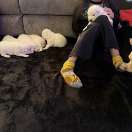 Girl 2 - White female Samoyed puppy in Glasgow, Kentucky from Bluegrass Samoyeds