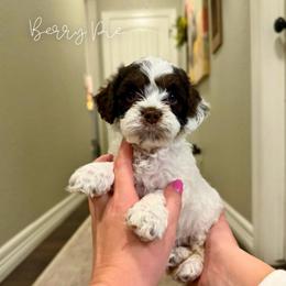 Berry Pie - Brown white and tan female Cockapoo puppy in Oologah, Oklahoma from Timber Hills Poodles and Doodles
