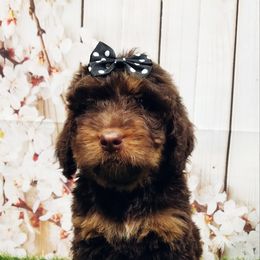 Bernedoodle Puppies from Rose River Farms
