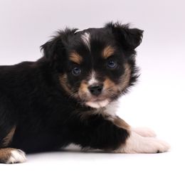 Red Collar Toy Boy - Black tri male Toy Australian Shepherd puppy in Hamilton, Montana from Bitterroot Toy Aussies